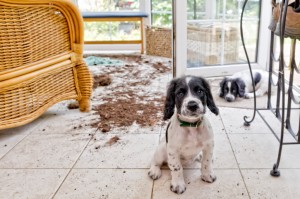 two naughty puppies looking sorry for themselves